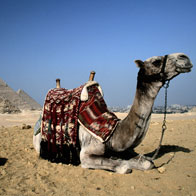 Egypt Tours